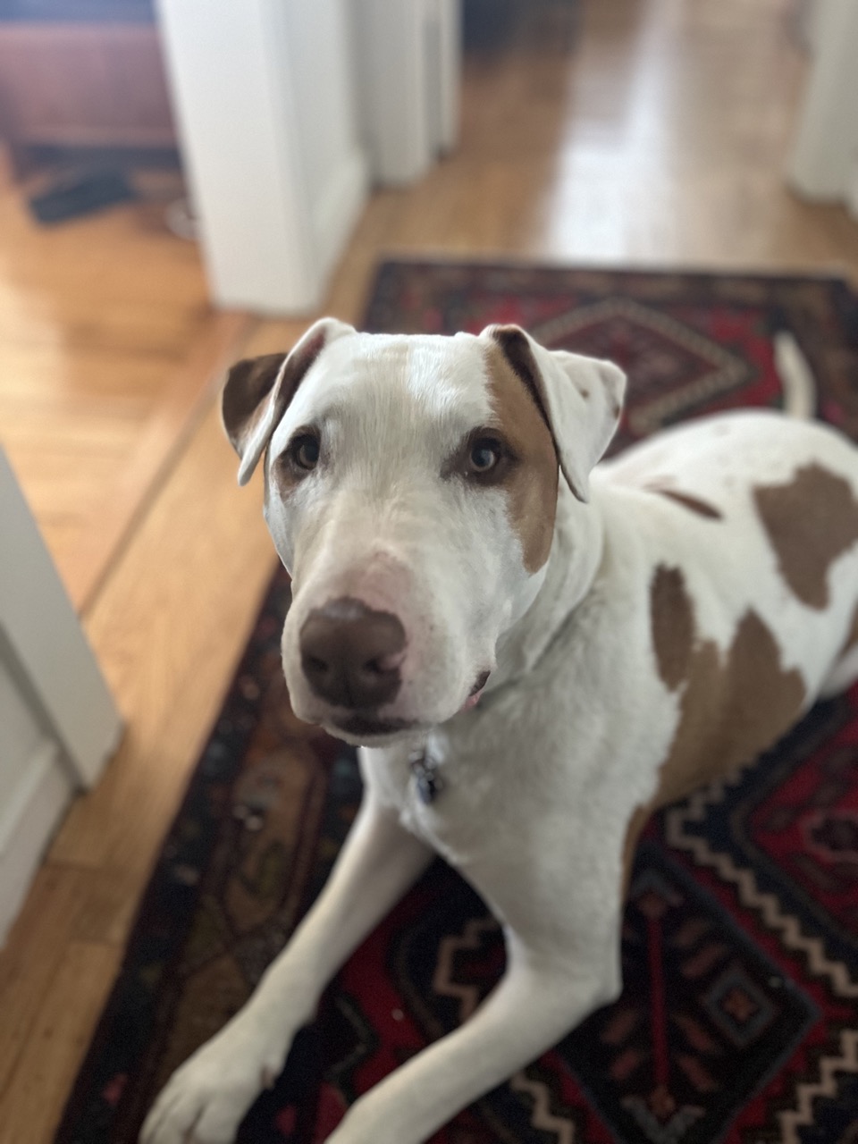 Sharki looking up at the camera